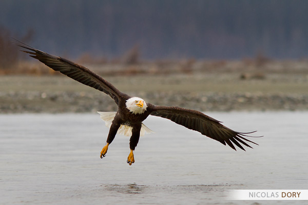 Bald Eagle preparing to land