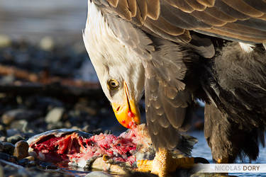 Bald Eagle at Lunch