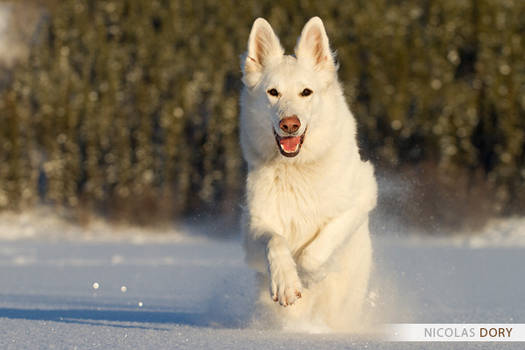 Juska in the snow