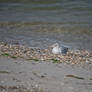 Relaxing Seagull