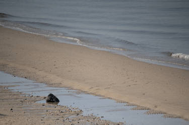 Sunken Meadow Beach II