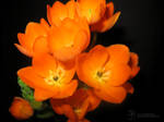 Ornithogalum Dubium by DuchesseOfDusk