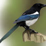 Eurasian magpie