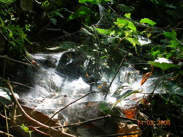 spider net by efifry on DeviantArt