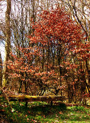 Red Leaves