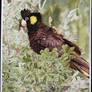 Yellow Tailed Black Cockatoo