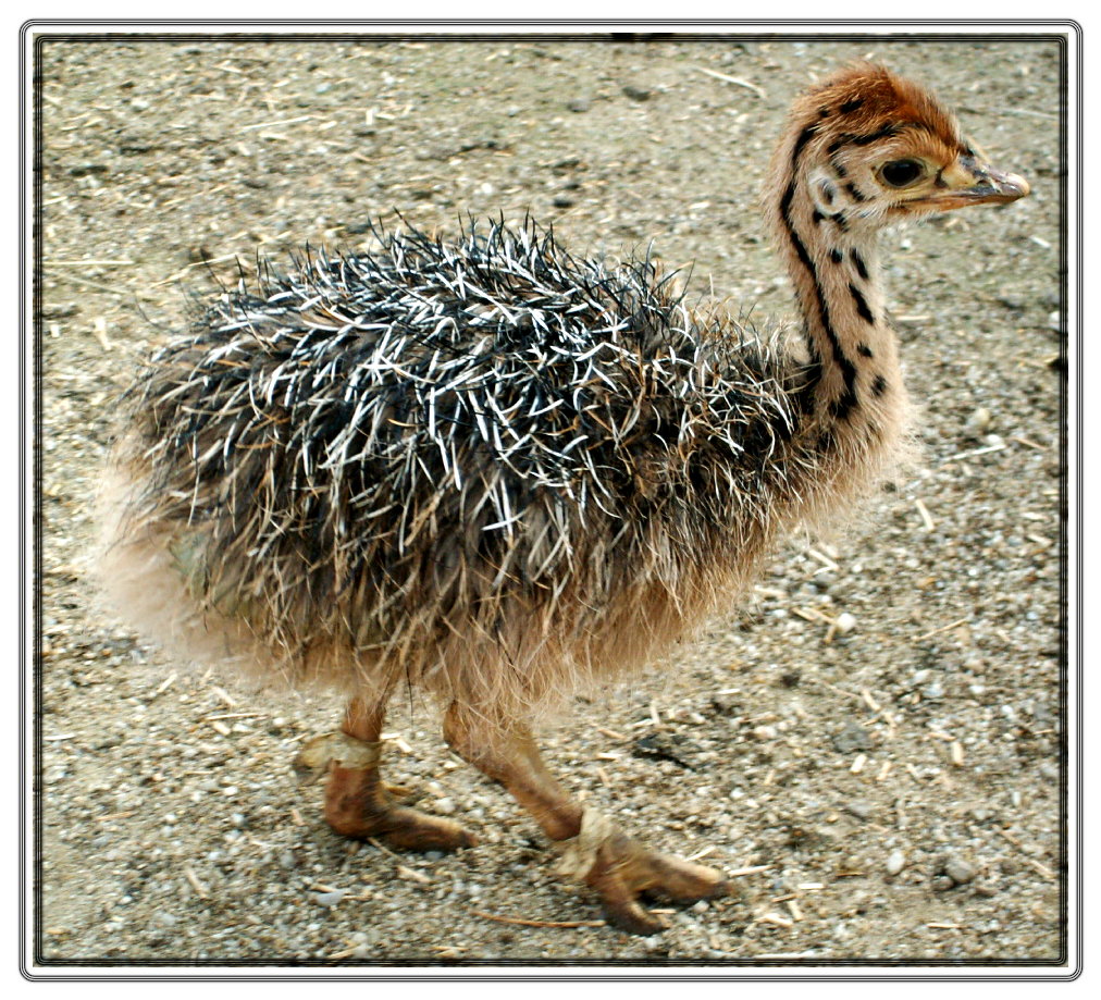 ostrich's baby