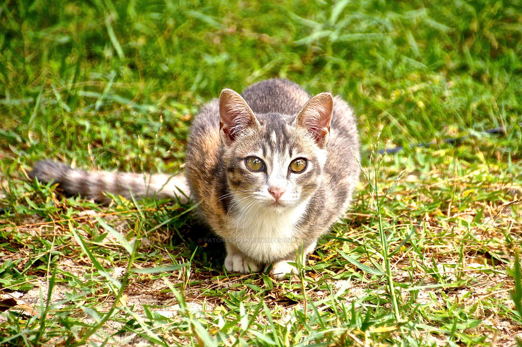 Stray Kitten - [Penang Photos 2]