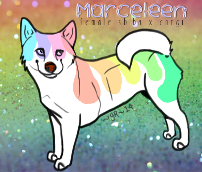 [Meet Marceleen, the painted Shiba Mix!]