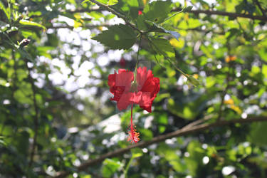 East Maui Rainforest