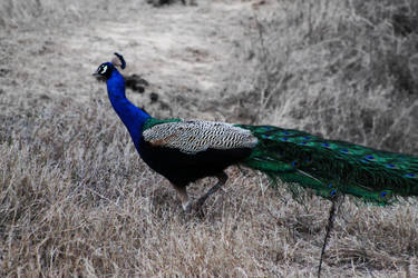 Peacock away