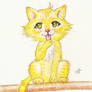 Yellow Cat