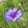 Young bee on cornflowers