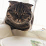 How cat can help to embroider?