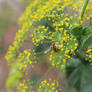 Flowering dill