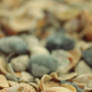 Seashells