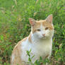 Cat in the grass