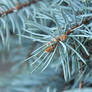 Blue spruce