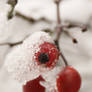 Rosehip in snow