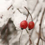 Winter berries