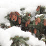 Cones in the snow