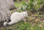 White cat by tree by Cats-forest