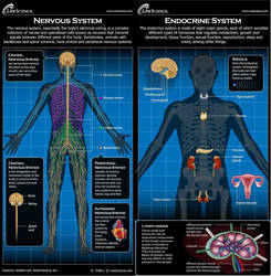 Ross Toro edits - Nervous and Endocrine systems