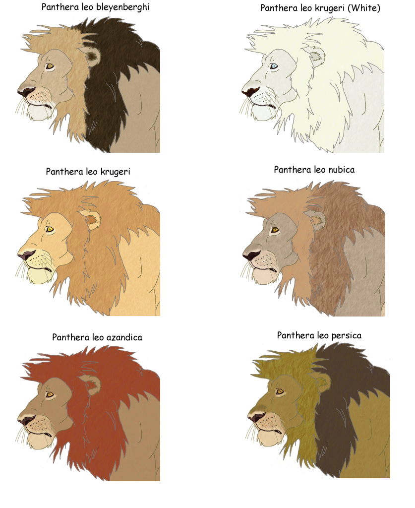 Lion Color Morphs