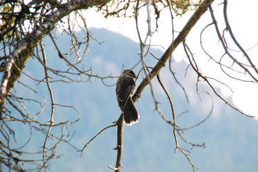 Meadowlark