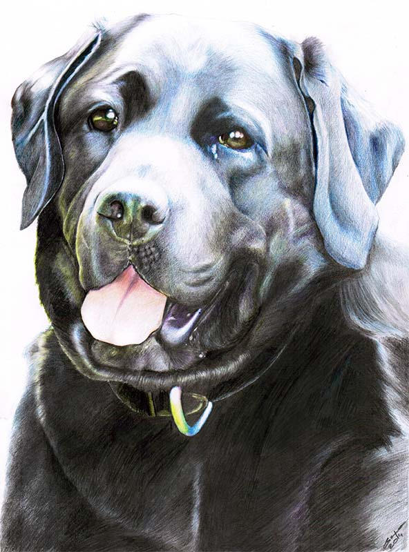 Black Lab Deviantart Black Labrador Retriever by Gunchixs on DeviantArt