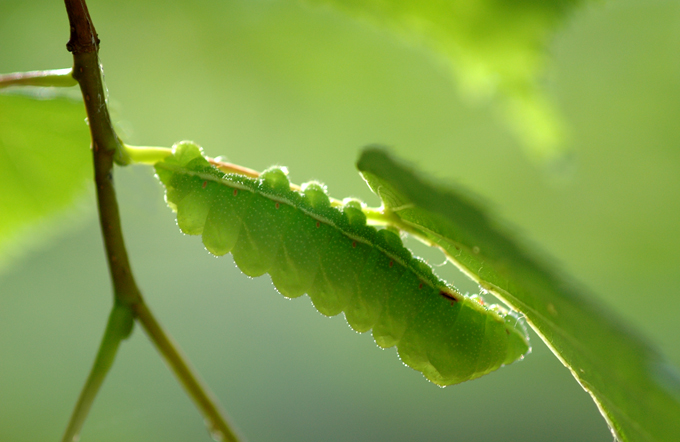 It's a caterpillar, yay