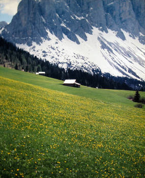 Beautiful flower meadow at high altitude