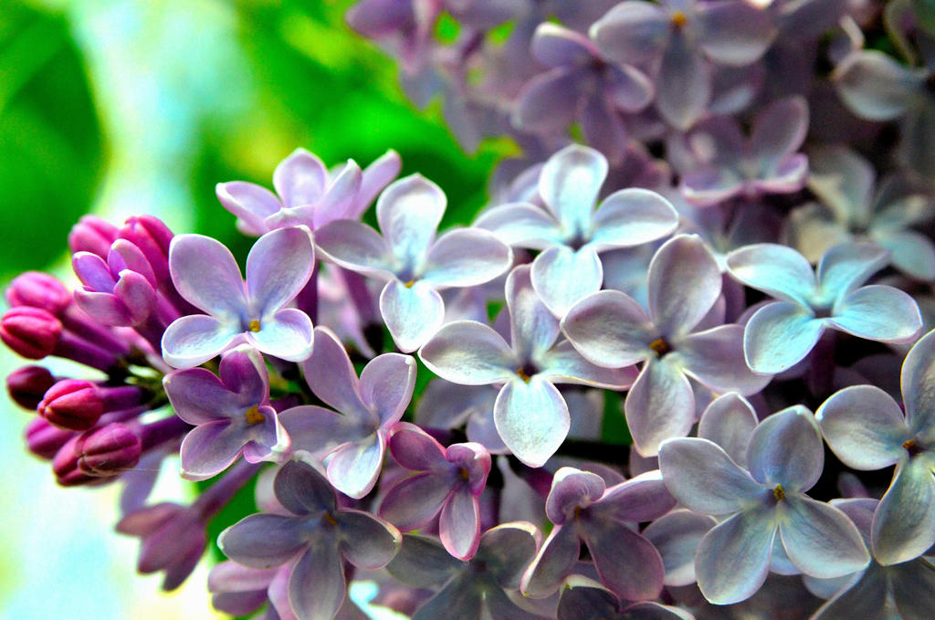 My Syringa by spinngewebe on DeviantArt