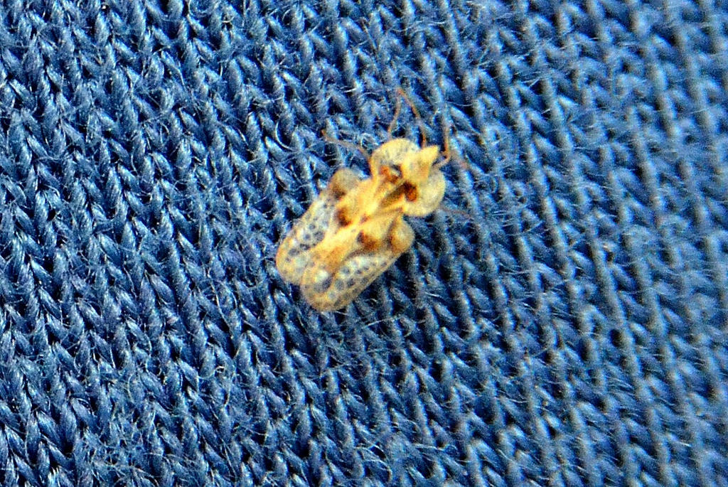 Nano Insect Nano insect flying. What is it? by spinngewebe on DeviantArt