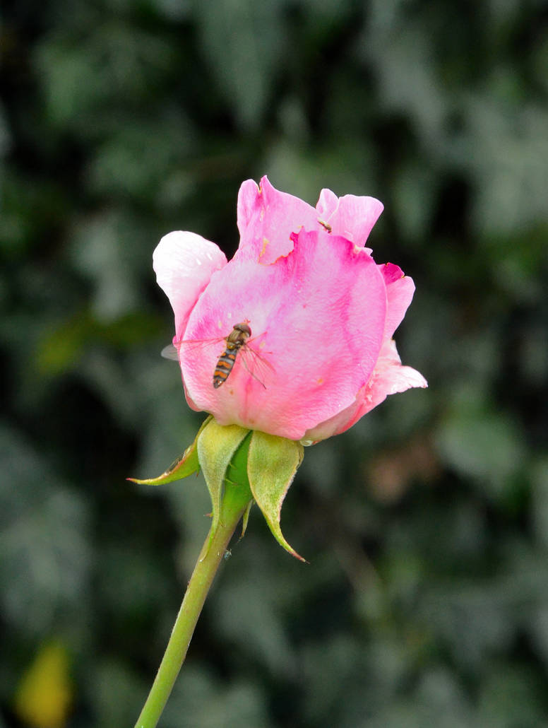 A small fly on a pink rose by spinngewebe on DeviantArt