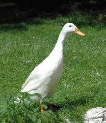 Goose