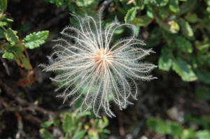 Alpine flower