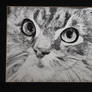 Missy Scratch Board