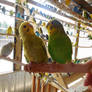 Hungry Budgies