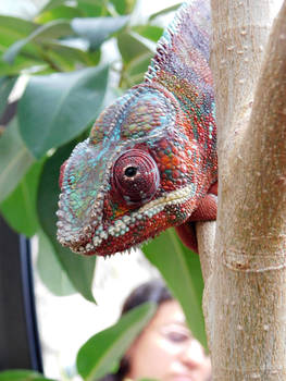 Chameleon... RAINBOW CHAMELEON!