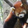 Red Panda