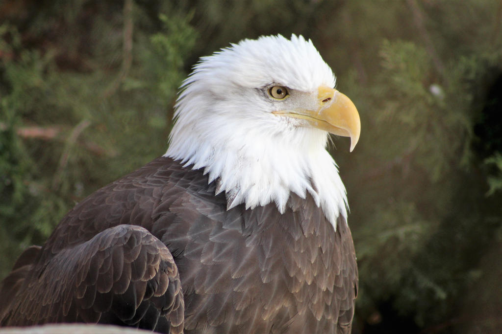 Bald Eagle