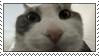 (010) Silly Cat Stamp by cymryc