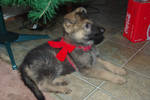 Puppy by SomethingWickedStock