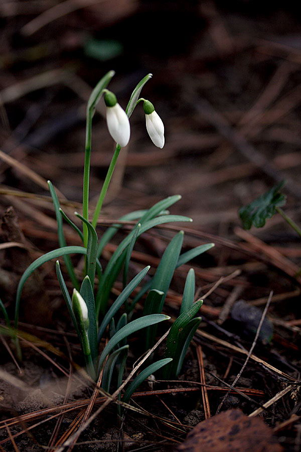 First snowdrops