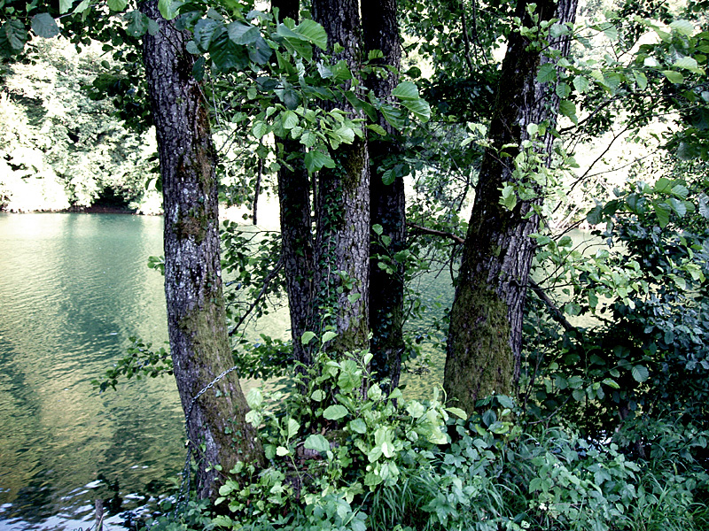 Mreznica: :five trees