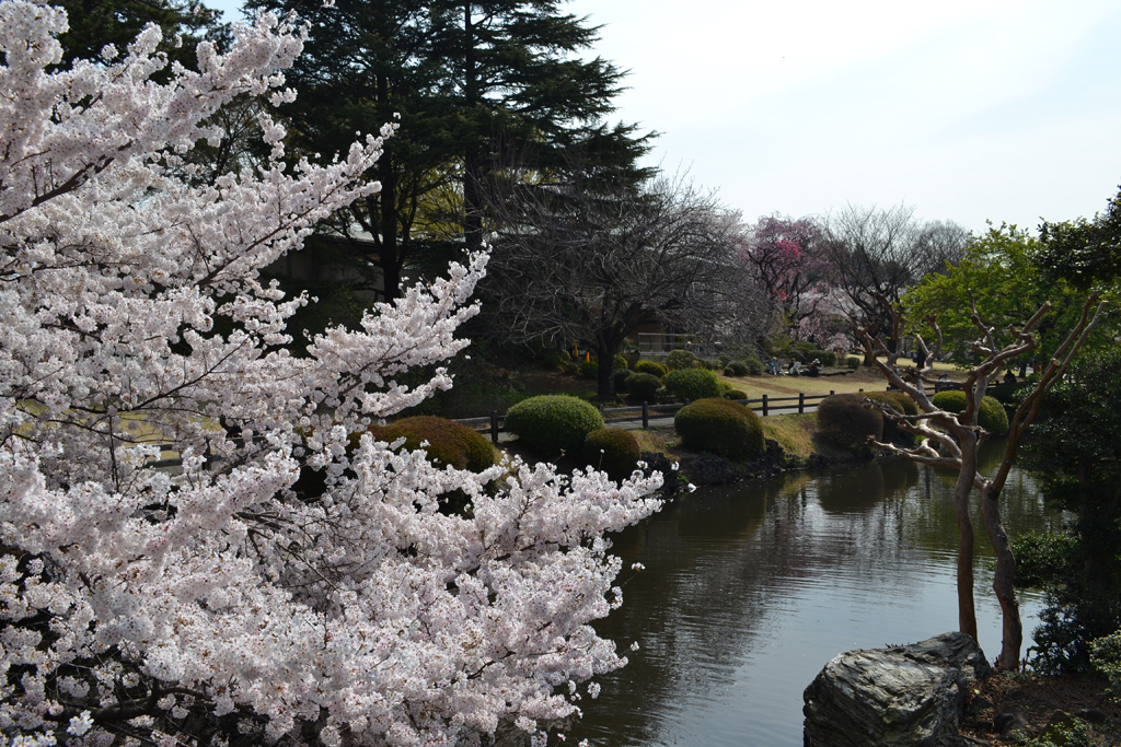 Cherry Blossom Garden