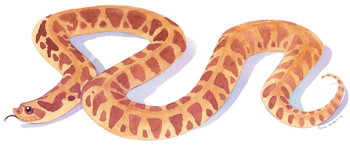 (Watercolor) Hognose Snake