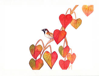 (Watercolor) Vine Sparrow