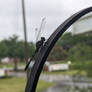 dragonfly on gate